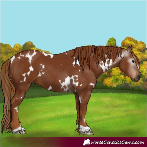 Horse Color:Gray White Spotted Chestnut 