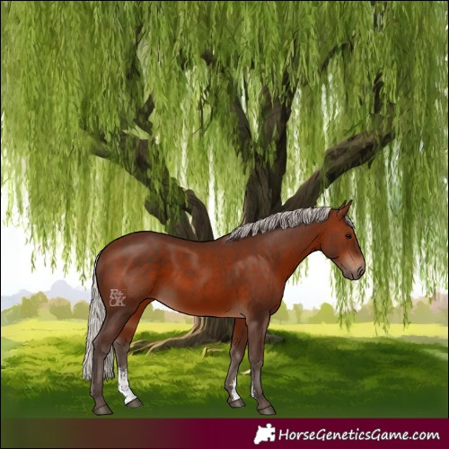 Horse Color:Silver Brown Sabino 