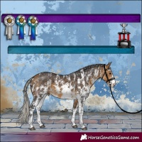 Horse Color:Silver Buckskin Sabino
