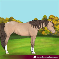 Horse Color:Amber Champagne Tobiano