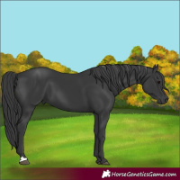 Horse Color:Black 