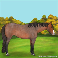 Horse Color:Bay Roan Splash 