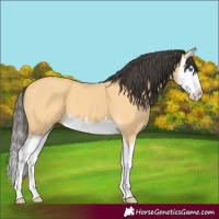 Horse Color:Buckskin Splash 