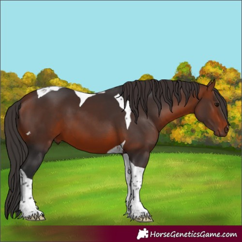 Horse Color:Bay Tobiano 