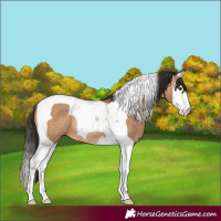 Horse Color:White Spotted Bay Dun Splash Tobiano Rabicano 