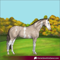 Horse Color:Classic Champagne Dun Sabino Splash 