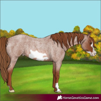Horse Color:Red Roan Frame Rabicano 