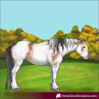 Horse Color:White Spotted Brown 