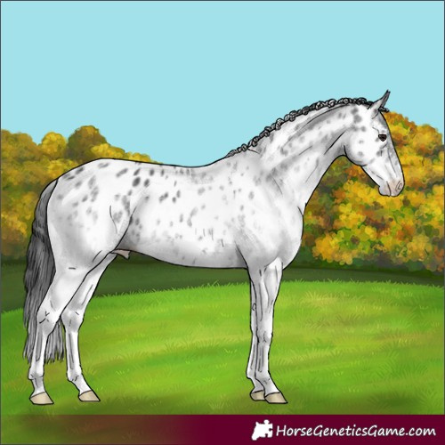 Horse Color:White Spotted Black Appaloosa 
