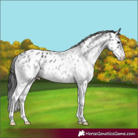 Horse Color:White Spotted Black Appaloosa
