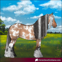 Horse Color:White Spotted Bay Dun