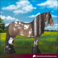Horse Color:White Spotted Bay Dun Varnish 