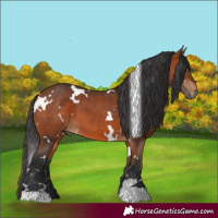 Horse Color:White Spotted Bay 
