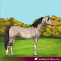 Horse Color:Brown Dun Sabino Tobiano Rabicano