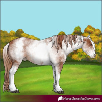 Horse Color:White Spotted Chestnut 