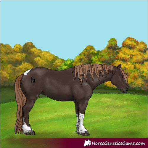 Horse Color:Liver Chestnut Tobiano 
