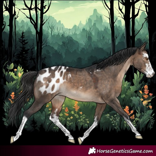 Horse Color:White Spotted Brown Dun Blanket 