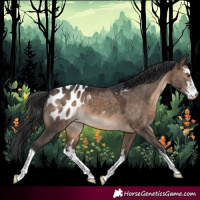 Horse Color:White Spotted Brown Dun Appaloosa 