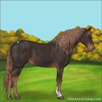 Horse Color:Liver Chestnut Tobiano 