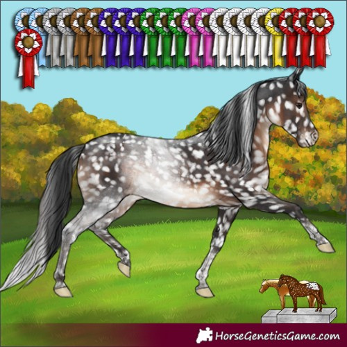 Horse Color:Brown Tobiano Appaloosa Rabicano 