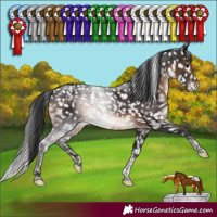 Horse Color:Brown Tobiano Appaloosa Rabicano