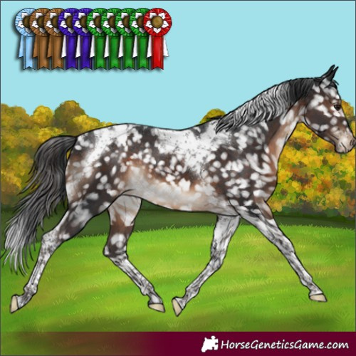 Horse Color:Brown Tobiano Appaloosa Rabicano 