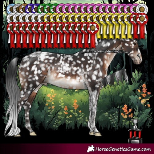 Horse Color:Brown Tobiano Appaloosa Rabicano 