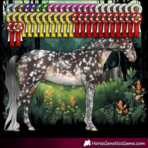 Horse Color:Brown Tobiano Appaloosa Rabicano 