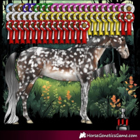 Horse Color:Brown Tobiano Appaloosa Rabicano