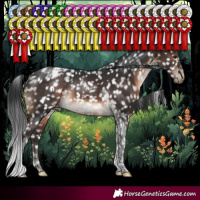 Horse Color:Brown Tobiano Appaloosa Rabicano 