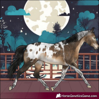 Horse Color:Gray Brown Dun Tobiano Appaloosa Rabicano