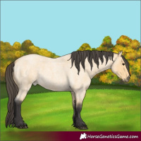 Horse Color:Buckskin Roan 