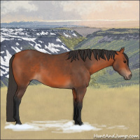 Horse Color:Bay 