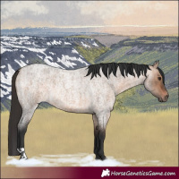 Horse Color:Bay Roan Dun  and Bay Roan Dun 