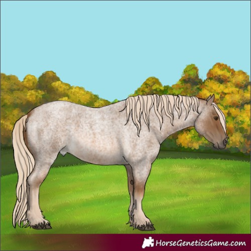 Horse Color:Chocolate Palomino Roan 
