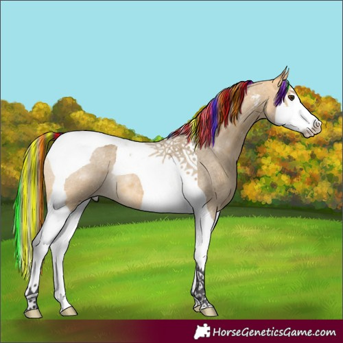Horse Color:Painted Buckskin Roan Dun Splash Tobiano 
