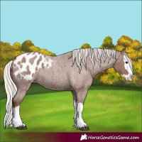 Horse Color:Silver Blue Roan Splash Appaloosa 