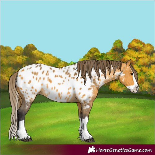 Horse Color:Buckskin Splash Near Leopard 