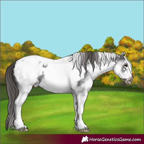 Horse Color:White Spotted Smoky Black Frame Appaloosa 
