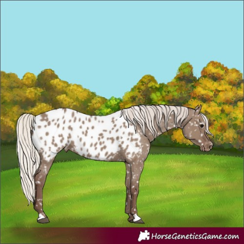 Horse Color:Silver Grullo Appaloosa 