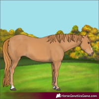 Horse Color:Chestnut  and Chestnut 