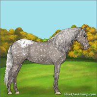 Horse Color:Silver Grullo Appaloosa 