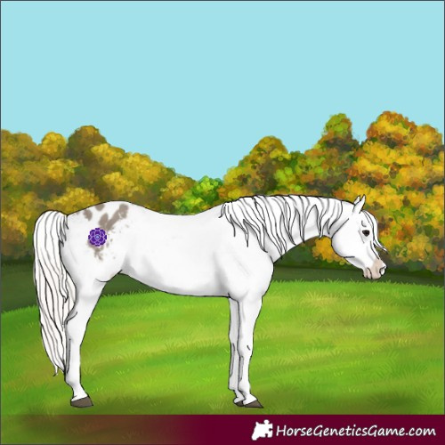 Horse Color:Silver Grullo Appaloosa 