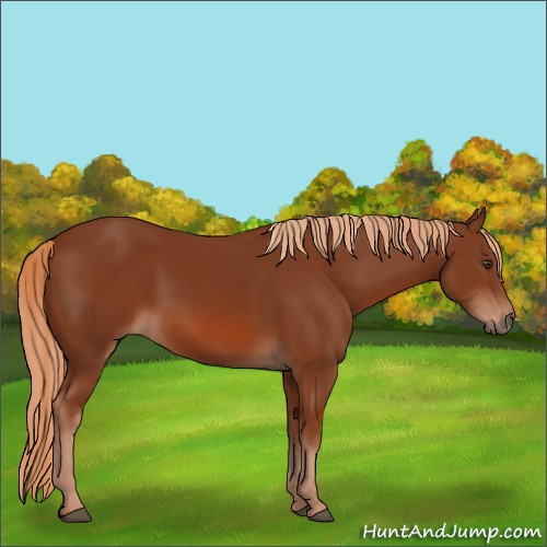 Horse Color:Chestnut 