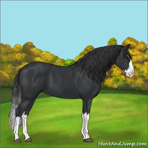 Horse Color:Black Splash 