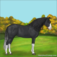 Horse Color:Black Splash 