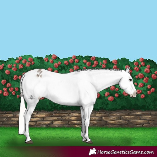 Horse Color:Silver Grullo Appaloosa 
