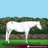 Horse Color:Silver Grullo Appaloosa 
