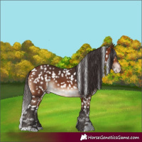 Horse Color:Bay Snowflake Varnish 
