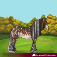 Horse Color:Bay Appaloosa 